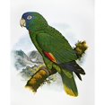 thumbnail image 2 of Red-Necked Amazon Parrot N(Amazon Arausiaca) Indigenous To The Island Of Dominica Illustration By William T. Cooper., 2 of 2