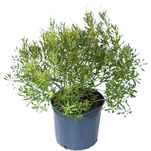 Wax Myrtle Live Shrub – 5 Gallon