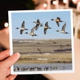 thumbnail image 7 of 3drose, Northern Pintail Ducks in Courtship Flight Near Choteau, Montana, Usa, 6 Greeting Cards with Envelopes, 7 of 7