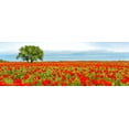 thumbnail image 2 of Anonymous 32x14 Gold Ornate Wood Framed with Double Matting Museum Art Print Titled - Tree in a poppy field, 2 of 4