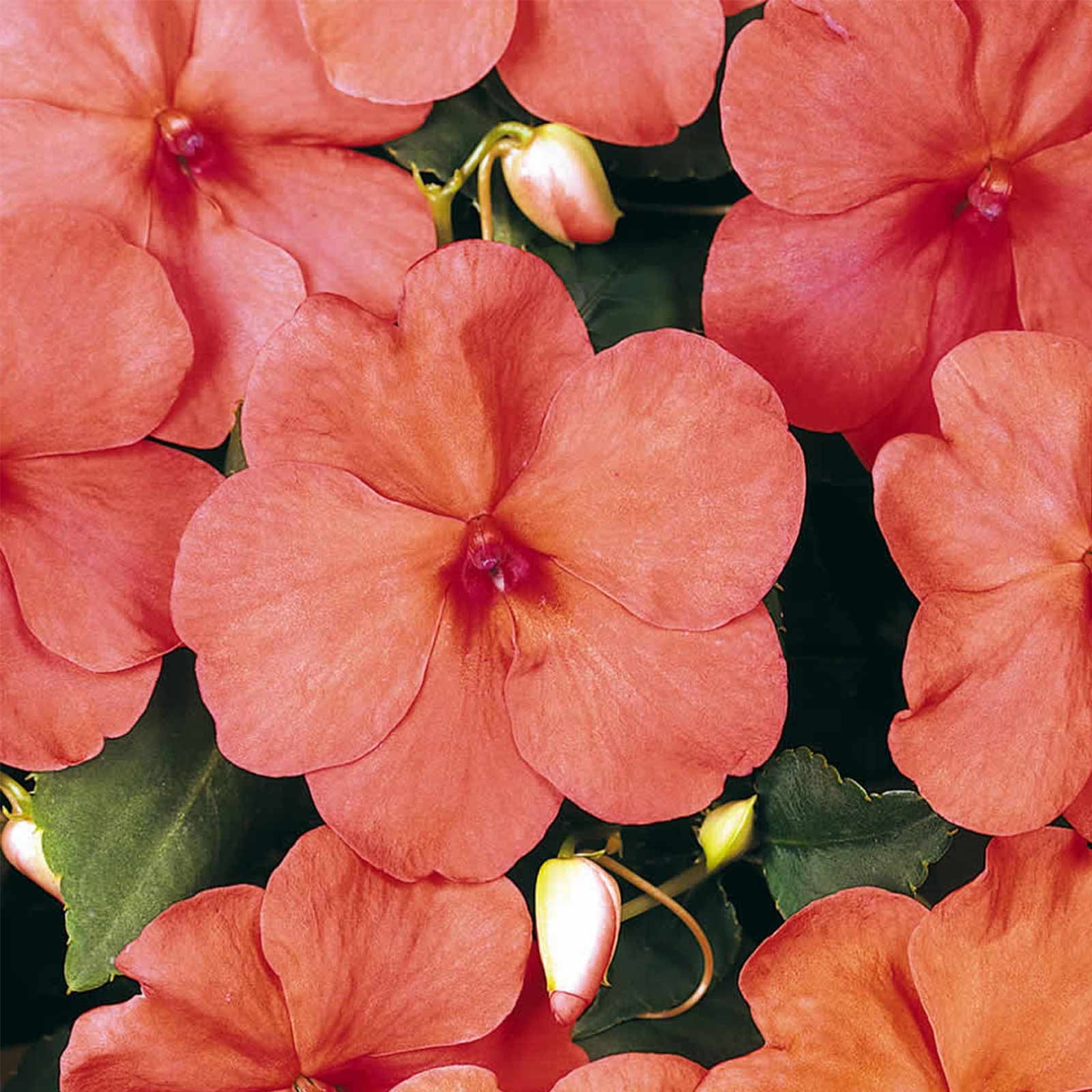 Impatiens Flower Garden Seeds F1 Dazzler Series Salmon 500 Seeds