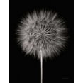 thumbnail image 2 of Van Swearingen, Debra 26x32 Black Ornate Wood Framed with Double Matting Museum Art Print Titled - Dandelion Fluff on Black, 2 of 4
