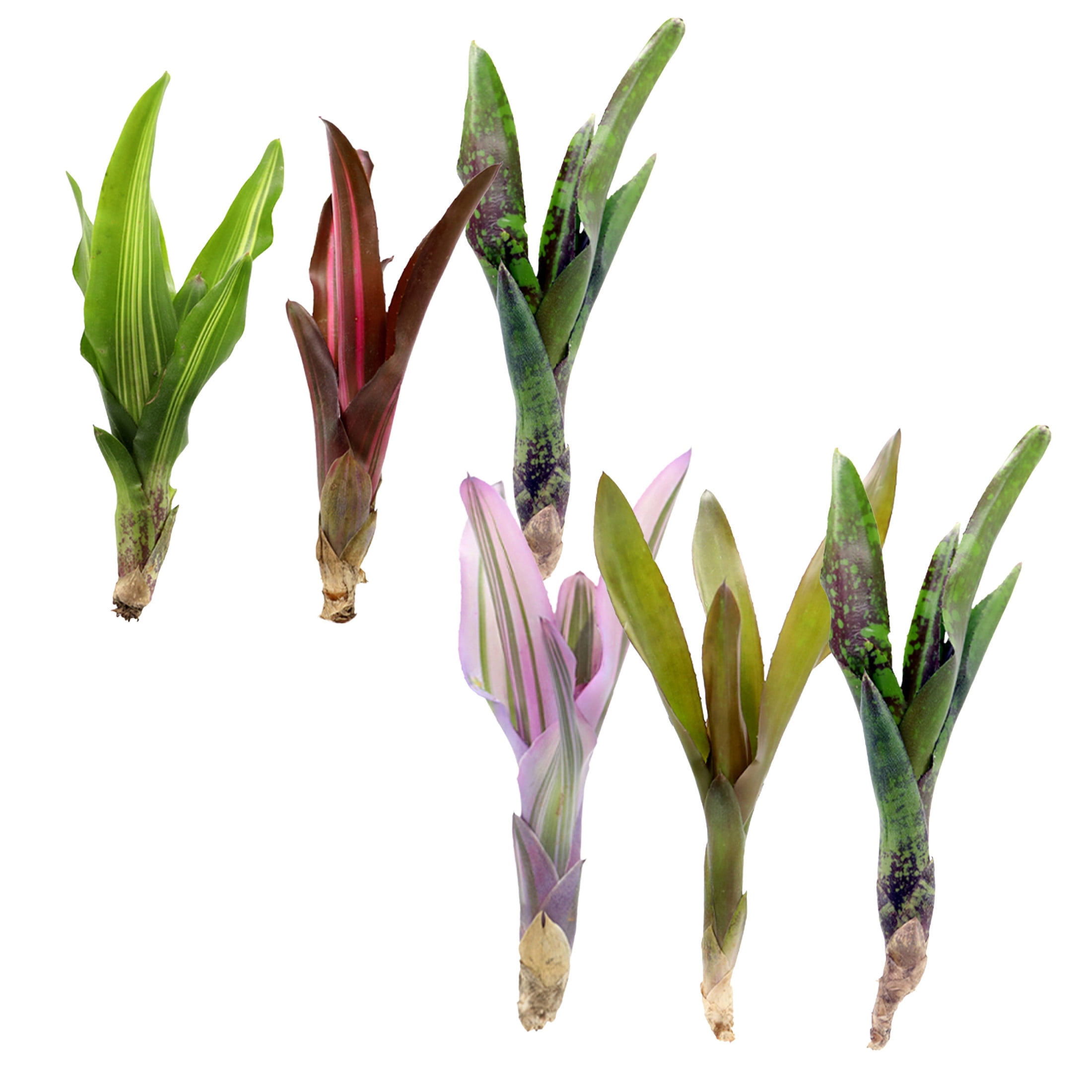 ReptiCulture Assorted Bromeliad Plant 6 ct