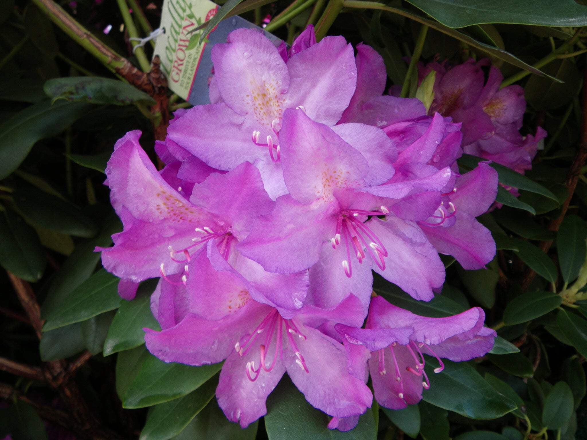 Rhododendron yak. Miyama 'Gold Prinz' (Rhododendron) Evergreen, antique  mango flowers, #2 - Size Container - Walmart.com