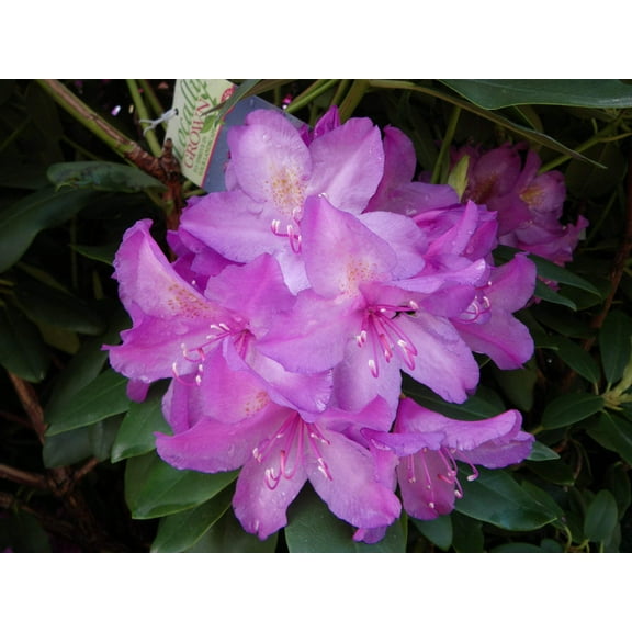 Boursault Rhododendron #2 Container Size