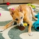 thumbnail image 5 of Juguete Interactivo Para Perros Con Aroma A Coco, Comedero Lento Y Juguete Chirriante Para Mascotas Con Crujido Y Sonido Para Perros Y Gatos, 1 Unidad, 5 of 7