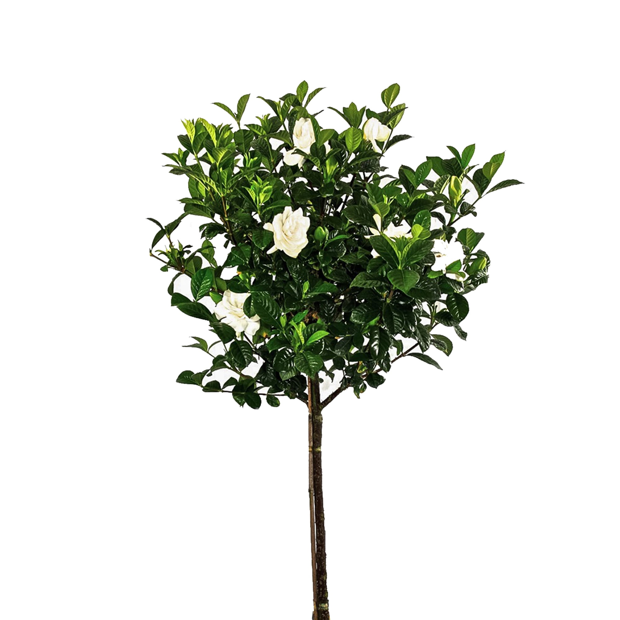 United Nursery Live Aimee Gardenia Standard Plant 34-40 inches Tall in 10-inch Grower Pot