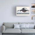 thumbnail image 3 of John James Audubon 'Uria Brunnichi' Canvas Art, 3 of 3