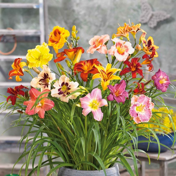 Eden Brothers Daylily Roots - Happy Mix