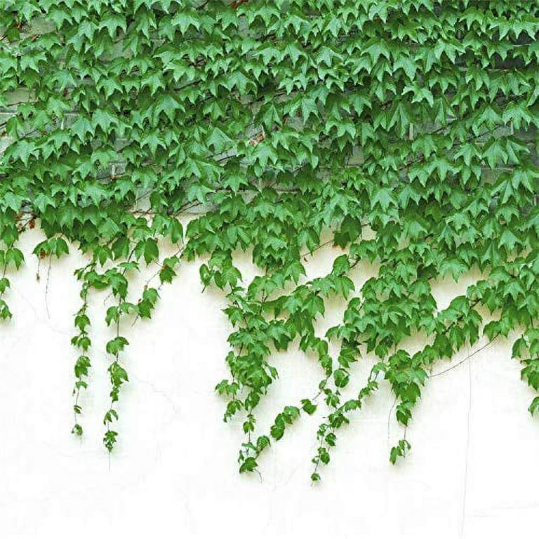 100 Ivy Vine Liana Seeds Green Vines Climbing Beautiful Ground-Creeping Plants Bonsai Home