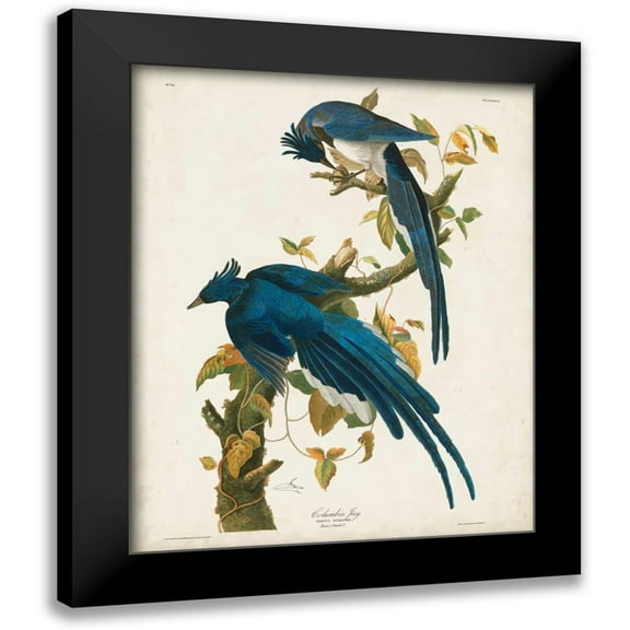 Audubon, John James 12x14 Black Modern Framed Museum Art Print Titled - Pl 96 Columbia Jay