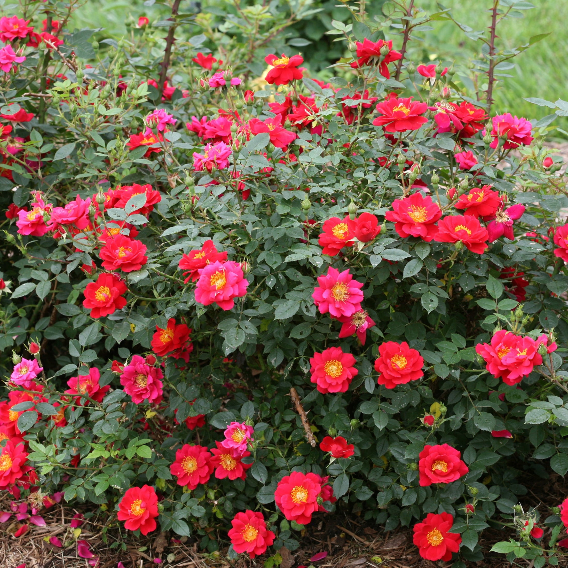 Proven Winners ColorChoice 5" Red Oso Easy Urban Legend Rose Live Plant in 4.5" Pot (4 Count)