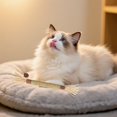 thumbnail image 2 of Barhoo Natural Silvervine Sticks Cat Chew Toys for Teeth Cleaning Oral Health Care Aggressive Chewers Hairball Control Plant Fiber Dental Sticks Stress Relief Treats for Cats Kittens Teething Stick, 2 of 6