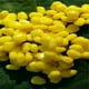 thumbnail image 5 of 100pcs Cebos Flotantes Suave de Forma Maíz Amarillo Up Señuelos Pesca Deporte Sunnimix Señuelos de pesca de maíz, 5 of 8