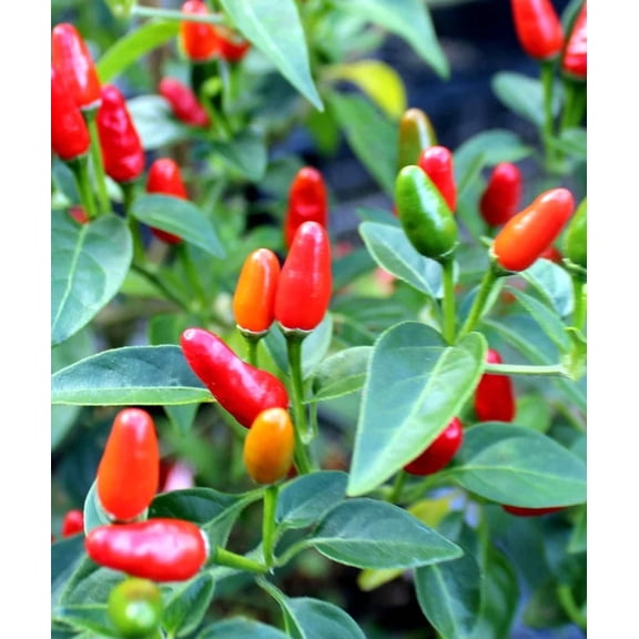 Set of 2 Pequin Peppers Plants, 3 to 5 Inch Tall Pequin Chili Pepper Plant in 4" Pot, Pepper Live Plants Vegetables Pepper Seedlings
