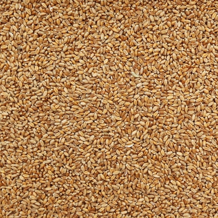 Organic Red Fife Kernel