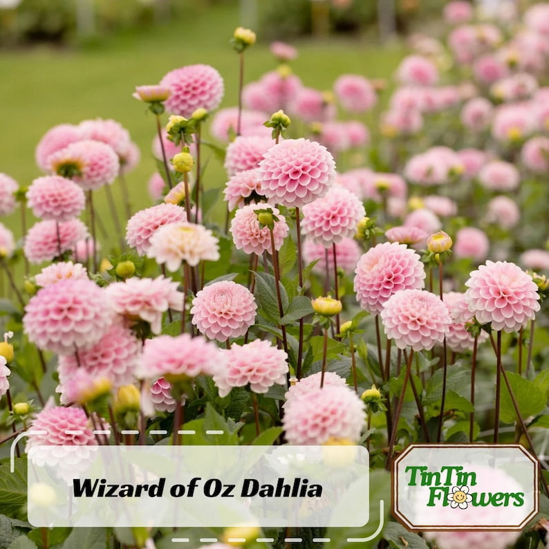 40 Seeds - of Oz Dahlia Seeds - Pollinator Friendly - - Heirloom Flower Seeds - Mix Seeds to Plant