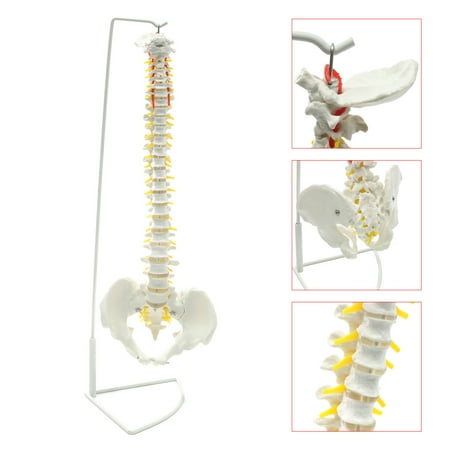 Flexible Spine (Mrosaa Human Anatomy Model - Life Size Flexible Chiropractic Human Spine Anatomical Model with)
