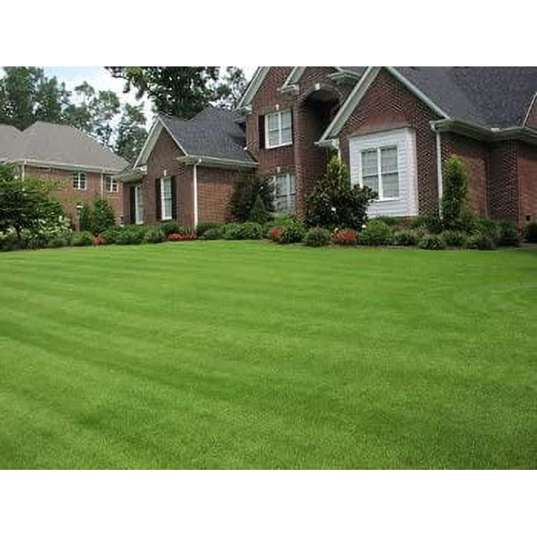 Zenith Zoysia Grass Seed for Lawn - 6 Lbs. Bag - Walmart.com