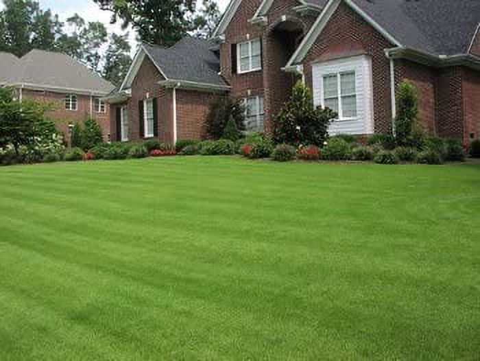 Zenith Zoysia Grass Seed - 2 Lbs. - image 2 of 4