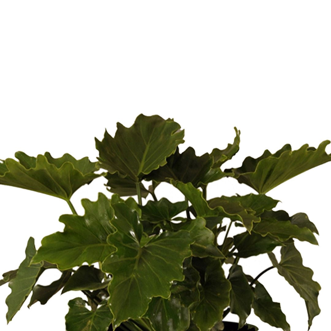 United Nursery Live Philodendron Selloum Houseplant 24-28in Tall in 10 inch White Bayside Decor Pot