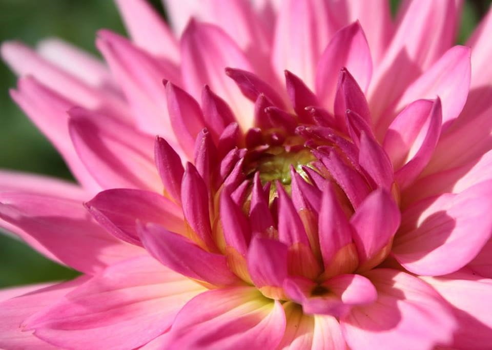 Pink Pink Flowers Plant Petals Flower20 Inch By 30 Inch