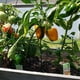 thumbnail image 4 of Paquete De 6 Estacas De Soporte Para Plantas, Jaula De Anillo, Anillo De Soporte Para Plantas De Jardín De Metal Para Peonía, Tomate, Vegetales, Rosas, Flores, Vid Inevent HA036425-00, 4 of 6