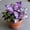 Hosta-C, variant on 500 pcs Butterfly Flower Hostas For Planting Cultivation Granules-(Non-Artificial)-Bloom Year After Year-Fast Growing, Home Decoration-Beautiful Gift Garden-Ornamental-Premium Garden Stakes