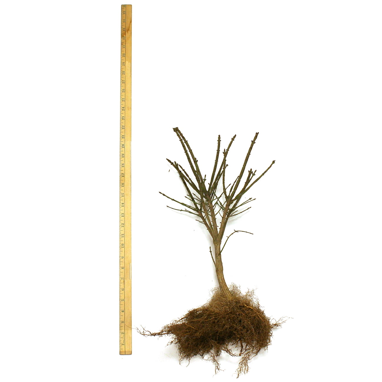 Van Zyverden Burning Bush Red 1 Plant Root Stock Red Partial Sun Perennial Easy to Grow 3 lbs