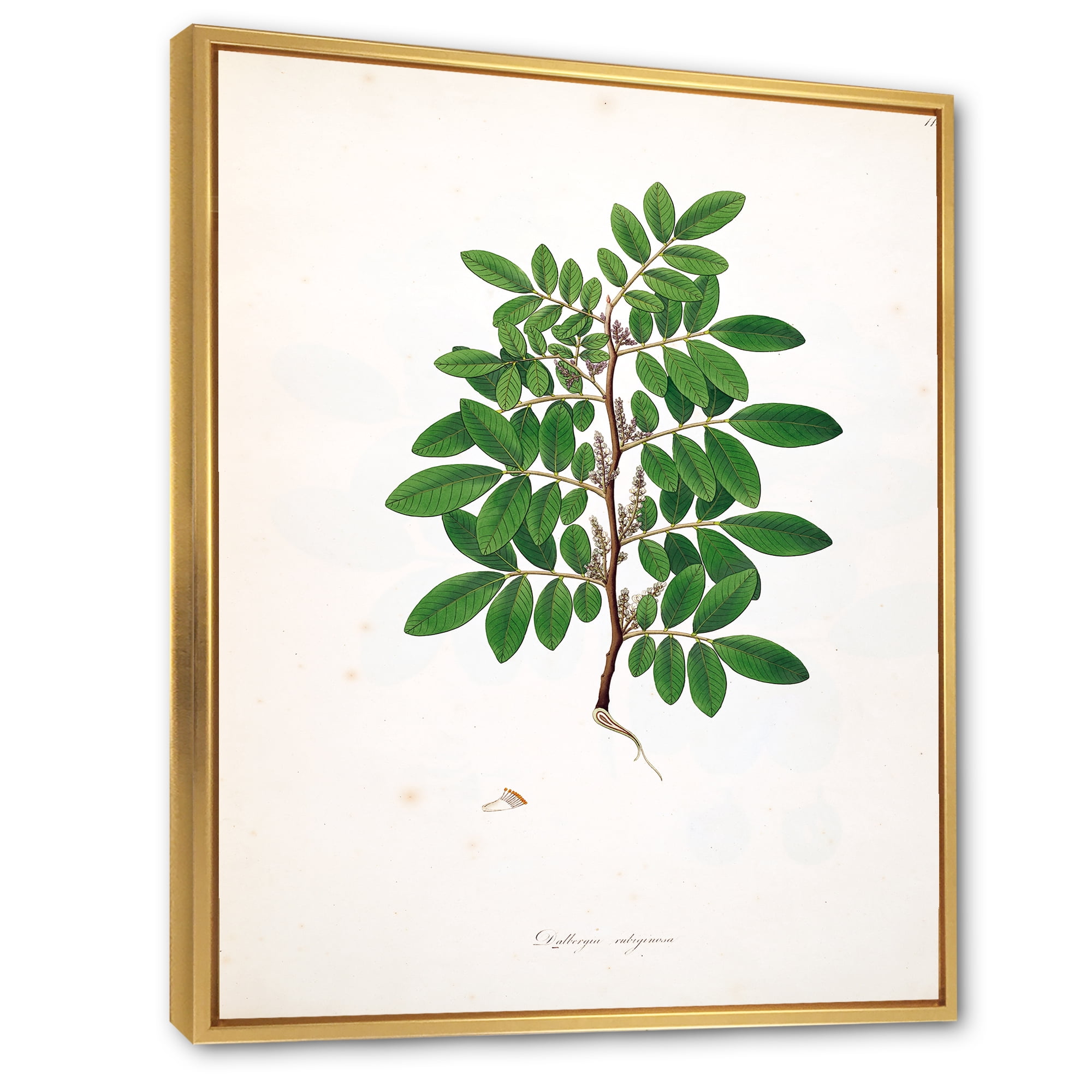 Designart 'Ancient Plant Life XX' Farmhouse Framed Canvas Wall Art Print