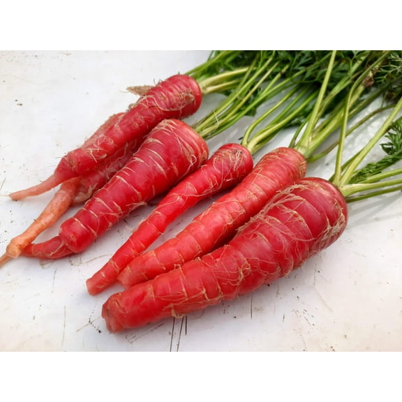 400 Seeds ATOMIC RED CARROT Daucus Carota Vegetable Seeds