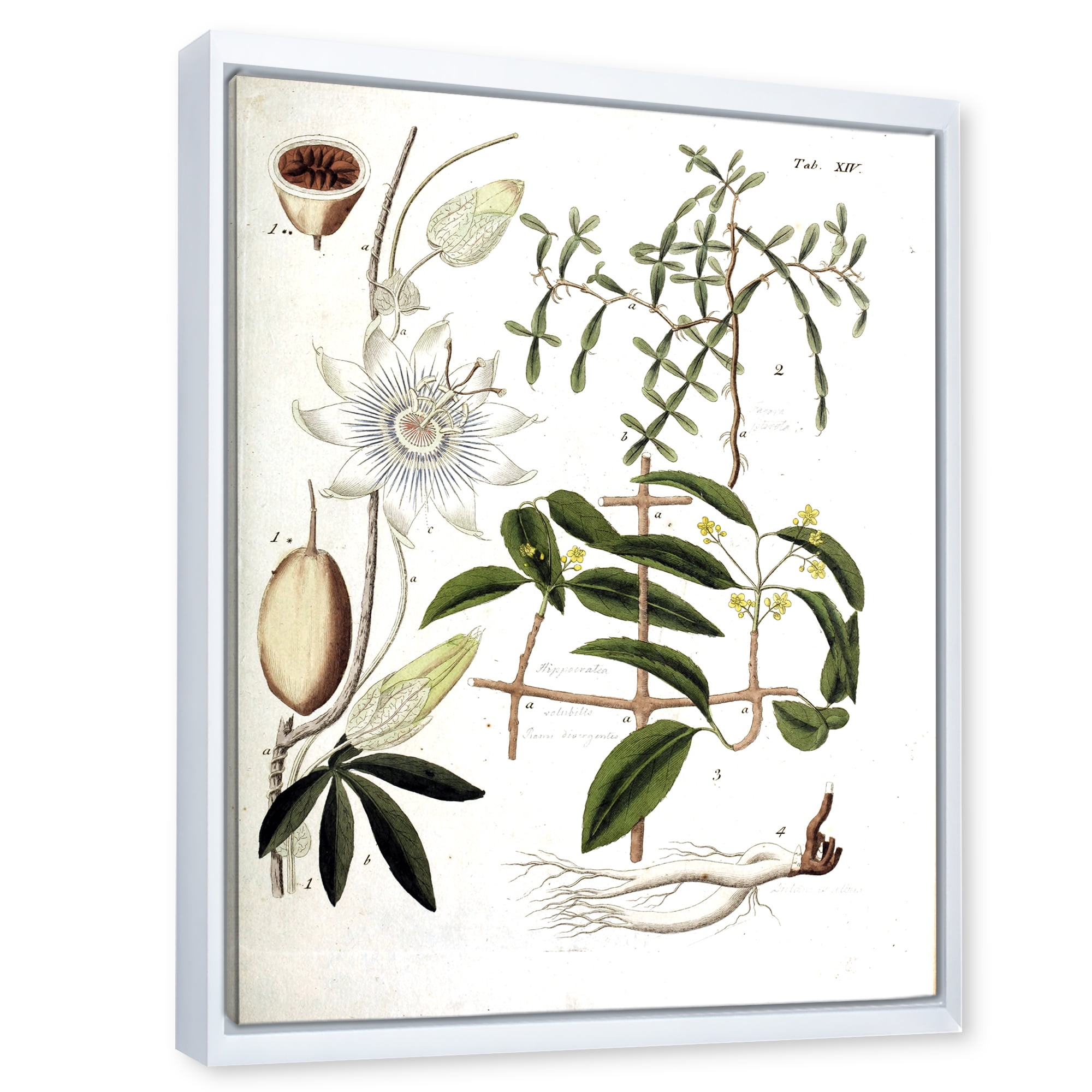 Designart 'Ancient Plant Life IV' Farmhouse Framed Canvas Wall Art Print