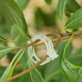 Plant Support Clips, Garden Clips, Grape Vine, Tomato Vegetables