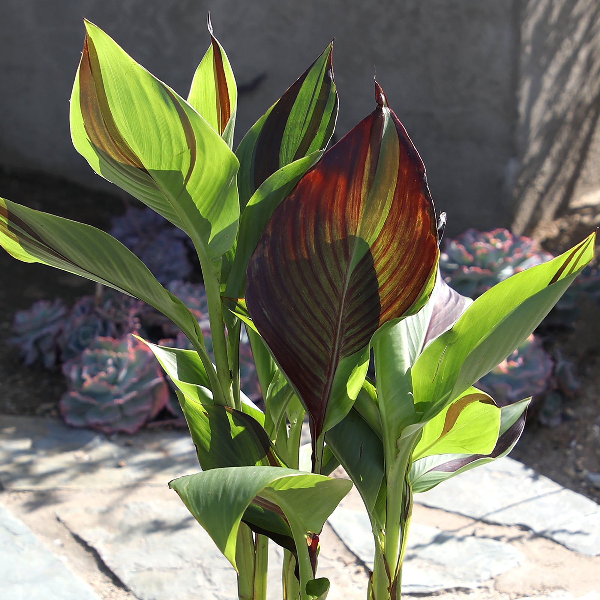 Altman Plants Kaleidoscope Canna Lily | 4qt. Grow Pot; Full Sun | Flowering Perennial, Outdoor Plant