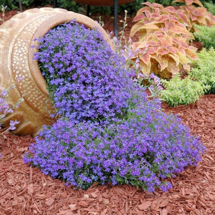 Lobelia Seeds Blue Carpet Packet Purple Flower Seeds, Open