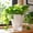 White, variant on Self-Watering Planter Pot, Indoor Gardening Pot, Modern Geometric Flower Pot With Water Reservoir, 3 Colors Black White Gray