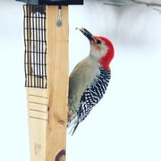 Natures Way Cedar Suet Tail Prop Bird Feeder 1 Cake, Brown
