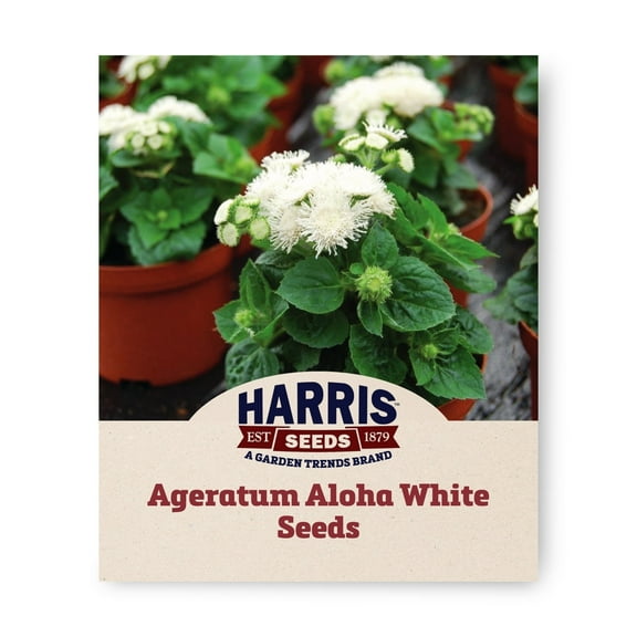 Harris Seeds - Ageratum Aloha White Seeds - Dwarf F1 - Annual Flowers - 500 Seeds