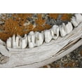 thumbnail image 2 of Paulson, Don 32x23 White Modern Wood Framed Museum Art Print Titled - MT Weathered jaw bone of deer and lichen on rock, 2 of 4