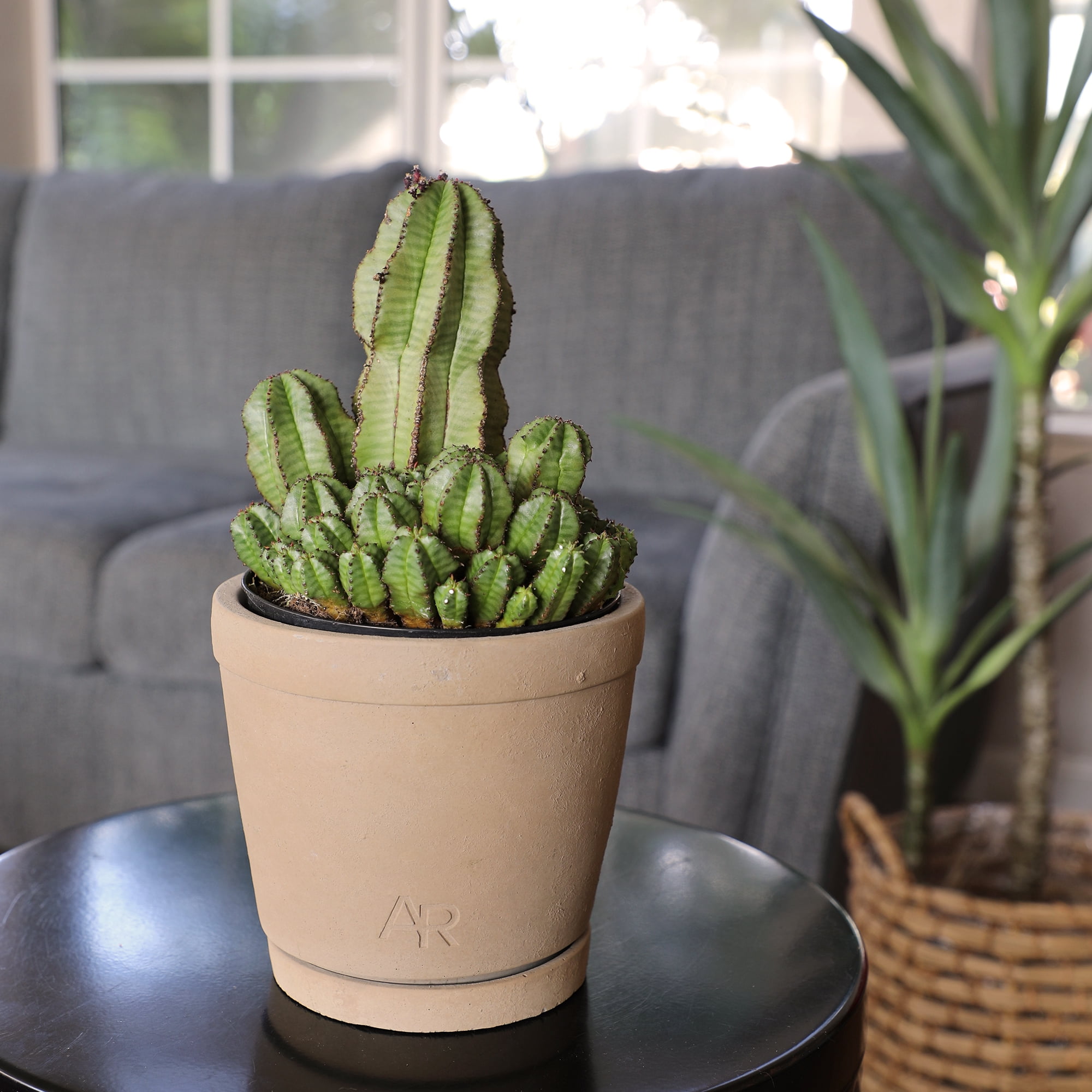 Altman Plants Tanzanian Zipper Plant, Euphorbia Cactus | 6in Décor Pot, Filtered Sun, Exotic Plant
