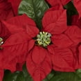 thumbnail image 3 of Nearly Natural Red Poinsettia with White Wash Planter Artificial Arrangement, 3 of 4