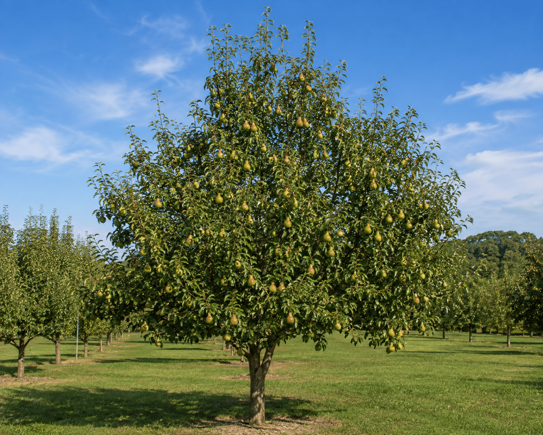 Expert Gardener 3.25 Gallon Pear Keifer Live Tree