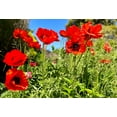 thumbnail image 3 of Seedville 100 Oriental Poppy Beauty of Livermere Flower Seeds, 3 of 11