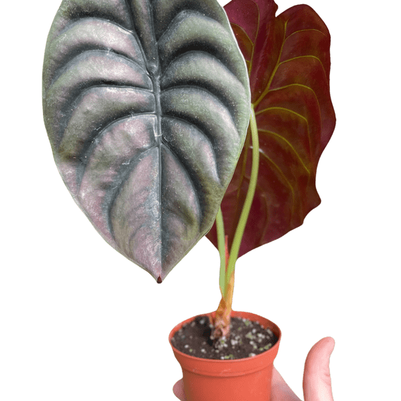 Alocasia Cuprea Red Secret Jewel - Live Air-Purifying Indoor Plant in Nursery Pot – Easy Care, Low Maintenance Houseplant for Home & Office Decor, Natural Air Cleaner, Best for Beginners (4"Pot)