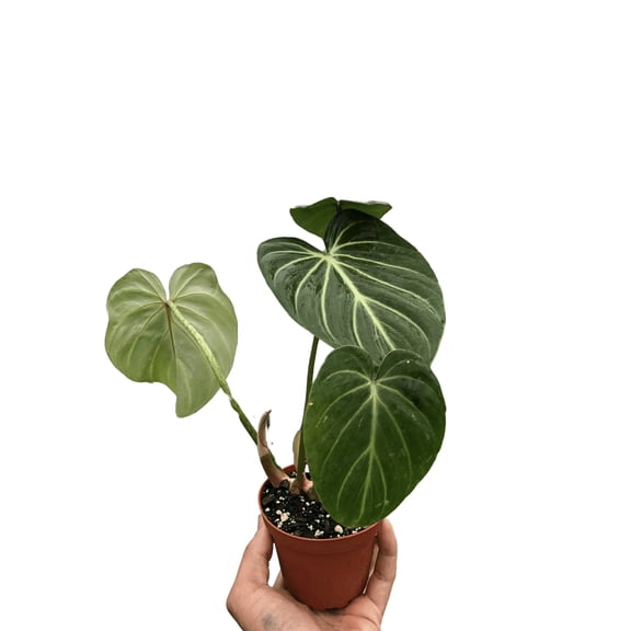 Bumble Plants Philodendron Gloriosum - Full Live Colorful Houseplant in Nursery Pot, Easy Care, Indoor Plant for Beginners