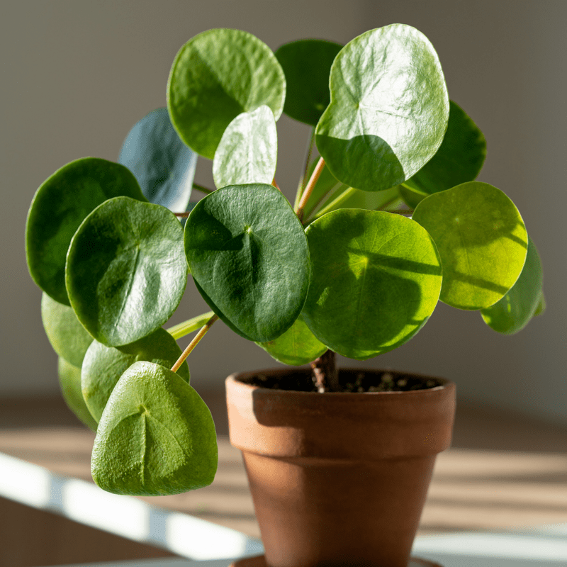 Money Tree Plant, Pilea Peperomioides Live, Money Plant Live Houseplants, 2 inch Pot for Indoor Planting