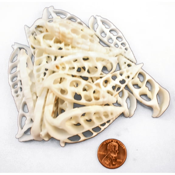 Set of 50 Center Cut White Cerithium Shells Shells Seashells 1 1/2" - 2" Shellcraft Beach Crafts Nautical Decor Center Slices