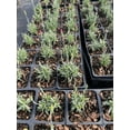 thumbnail image 5 of Daylily Nursery Frosty Fire Dianthus Live Plants in 3.5" Pots, 5 of 5