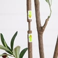 thumbnail image 5 of Nearly Natural 7ft. Artificial Minimalist Olive Tree in White Decorative Planter, 5 of 10