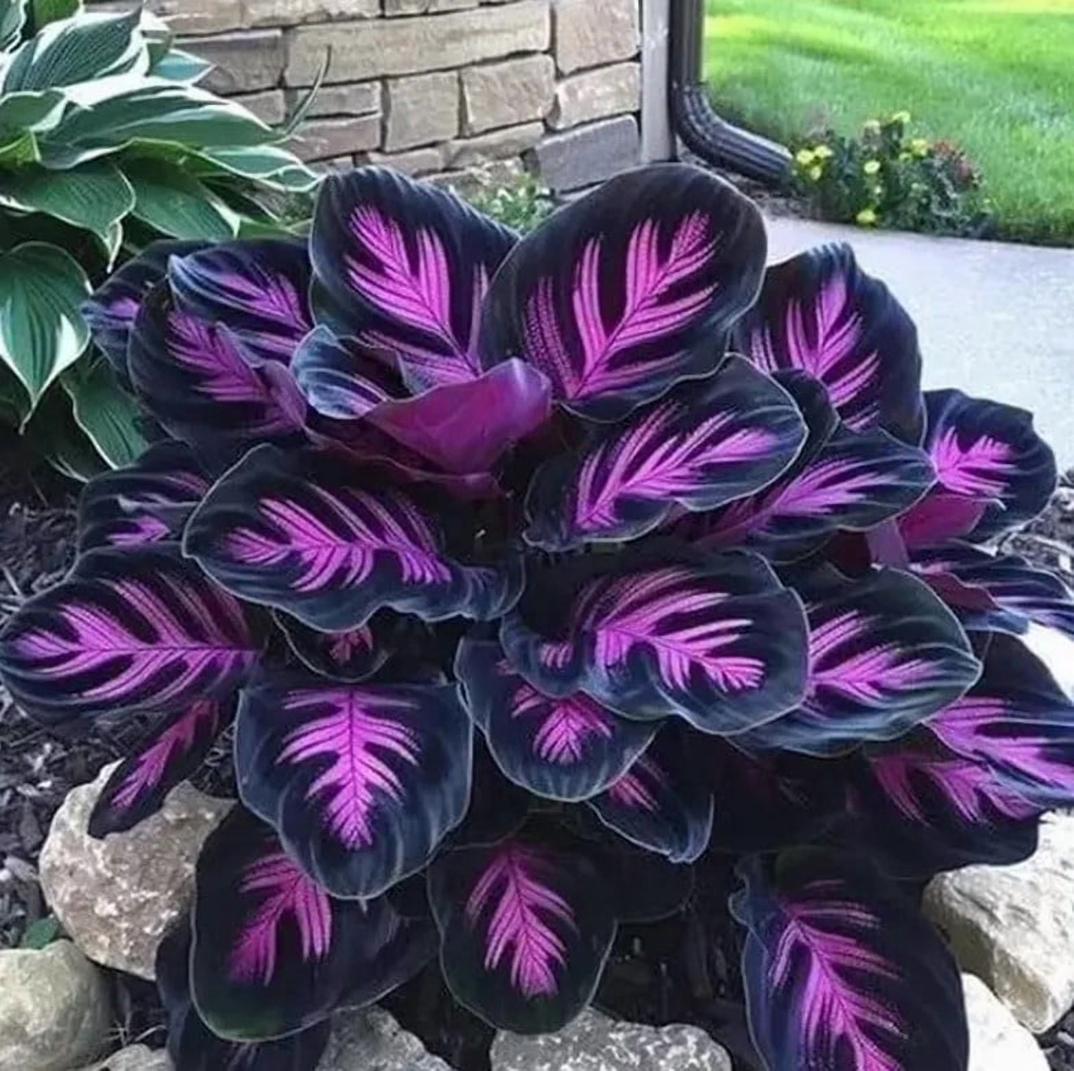25 Purple Tip Calathea Couture Flower Seeds for Planting - Exotic Tropical  Foliage for Home & Garden - Indoor or Outdoor Beautiful Plant - Walmart.com